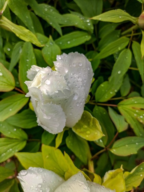 nature  background  blossom