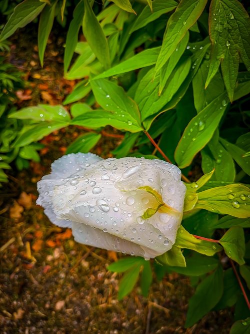 nature  background  blossom