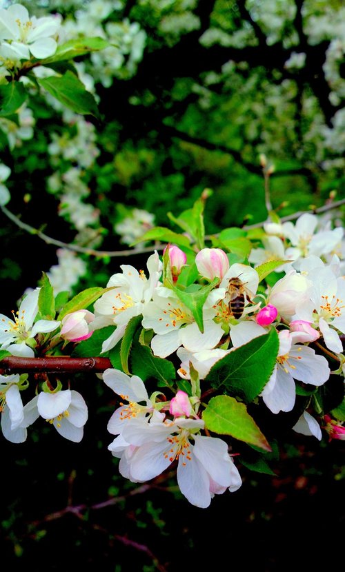 nature  in the spring  garden