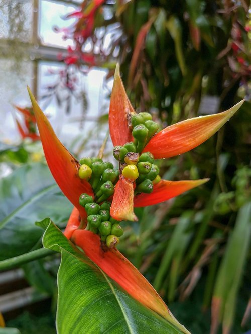 nature  flowers  head