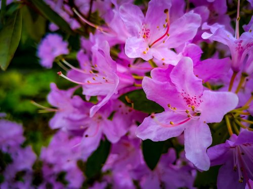 nature  flowers  head