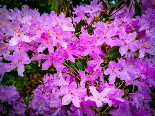 nature  flowers  head