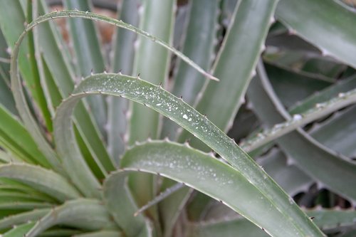 nature  blossom  plant