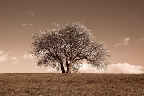 nature  landscape  tree