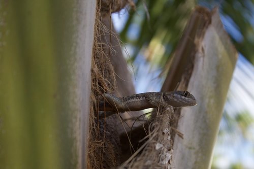 nature  gecko  lizard