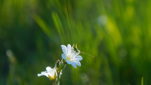 nature  plants  meadow