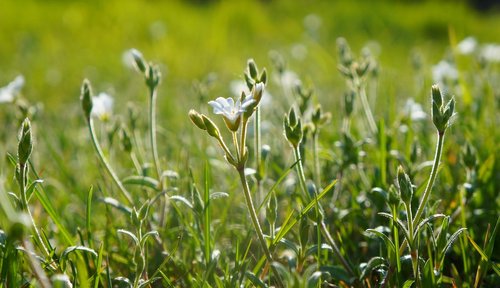 nature  plants  meadow