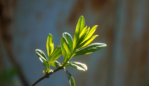 nature  plants  sprig