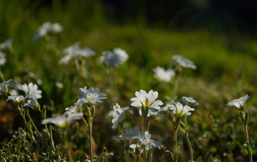 nature  plants  meadow