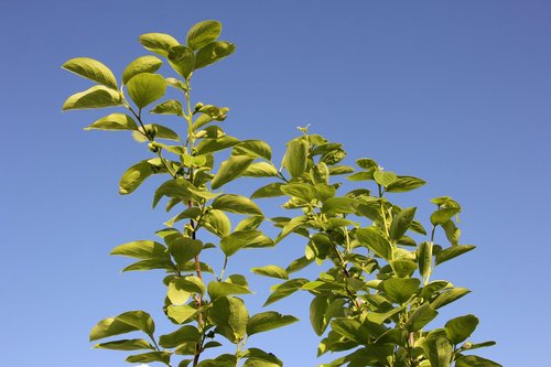 nature  tree  fruit