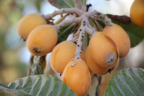 nature  tree  fruit