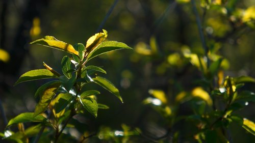 nature  plants  twigs