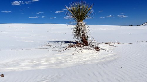 nature  park  dessert