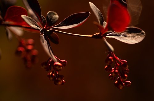 nature  macro  spring