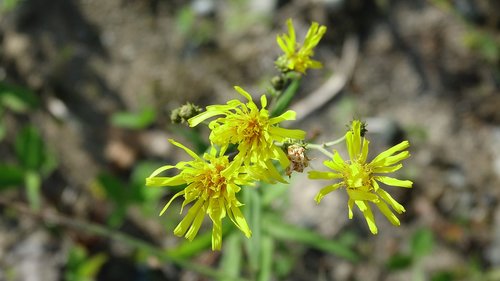 nature  flower  summer