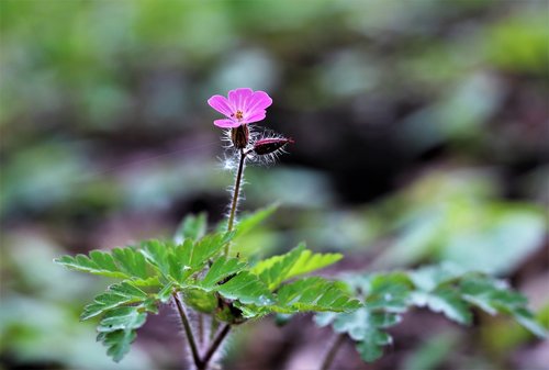 nature  flower  natural