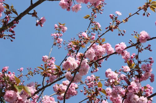 nature  cherry blossoms  blossom