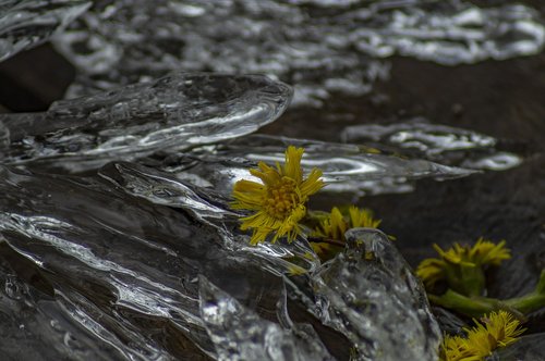 nature  flower  ice