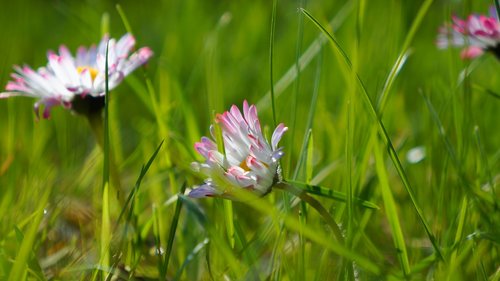 nature  plants  flowers