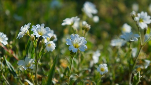 nature  plants  flowers