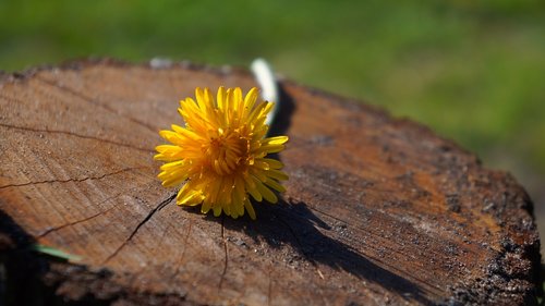 nature  plants  flowers