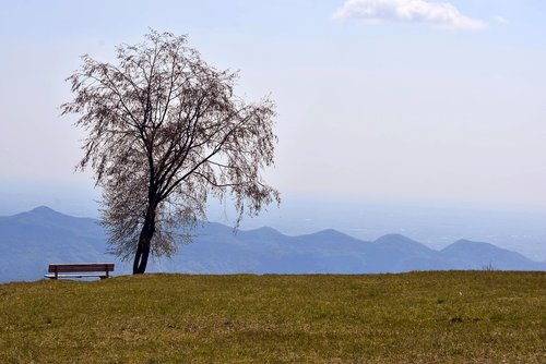 nature  tree  mountains