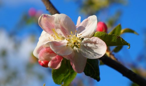 nature  plants  blossoming