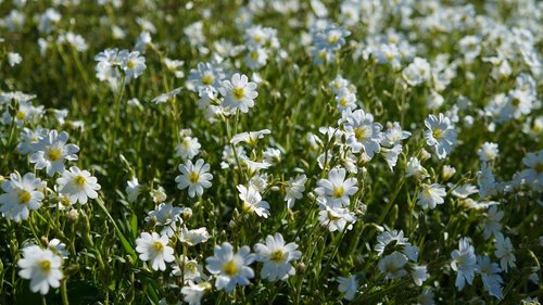 nature  plants  white