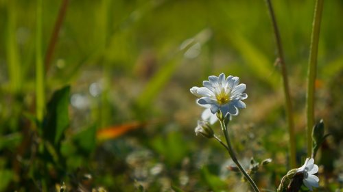 nature  plants  white