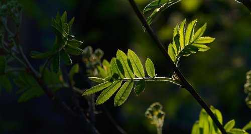 nature  plants  twigs