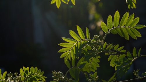 nature  plants  young