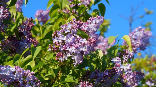 nature  plants  violet