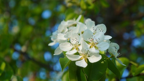 nature  plants  white