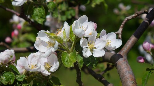 nature  plants  white