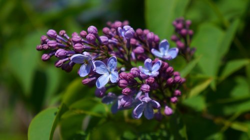 nature  plants  violet