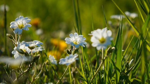 nature  plants  white