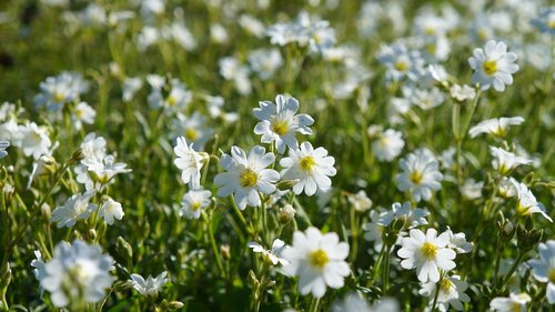 nature  plants  white