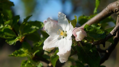 nature  plants  white