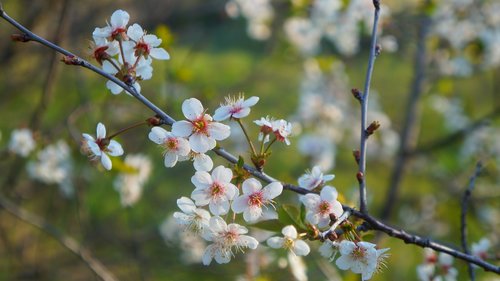 nature  plants  white