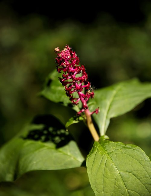 nature  flower  green