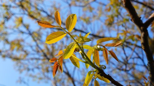 nature  plants  foliage