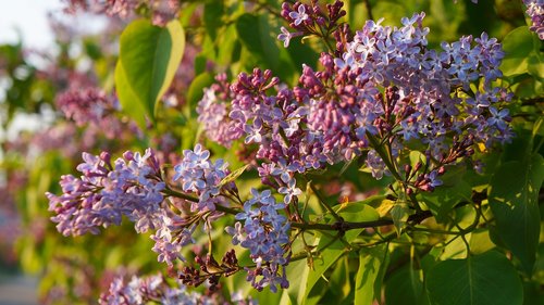 nature  plants  violet