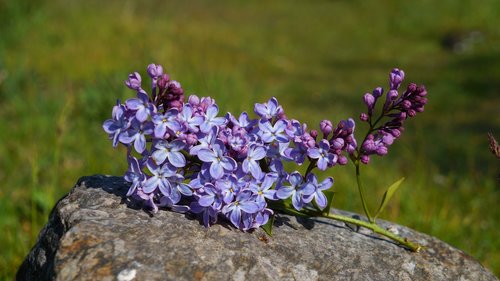 nature  plants  flourishing