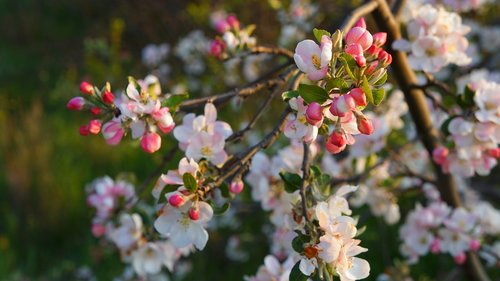 nature  plants  flourishing