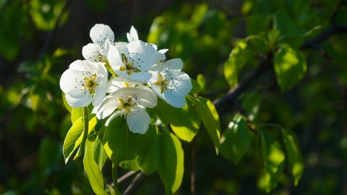 nature  plants  flourishing