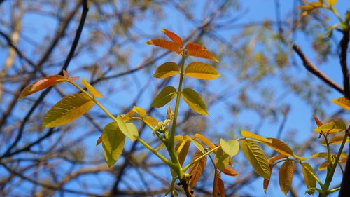 nature  plants  young