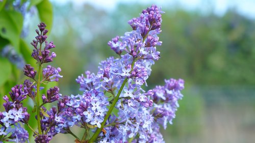 nature  plants  violet