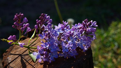 nature  plants  violet