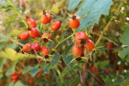 nature  fruits  summer