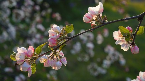 nature  plants  flowers